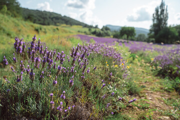 Field of lavender in Drome France with green hill backdrop. Beautiful summer landscape on a bright sunny day. Eco responsible sourcing of essential oils and makeup ingredients