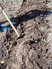 covered by soil potato tubers in dug garden bed
