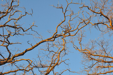 Landscape, Oak Branches Without Leaves, Illuminated by the Sun, Against the Blue Sky