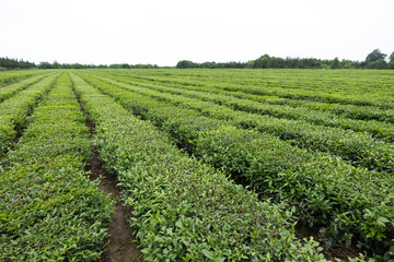 Tea plantation in Lenkoran, Azerbaijan