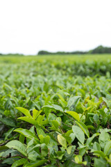 Tea plantation in Lenkoran, Azerbaijan