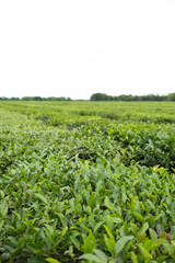 Tea plantation in Lenkoran, Azerbaijan