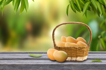 Alphonso mango fruit in basket on wooden table with mango tree and farm background.