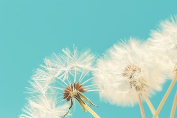 Fototapeta premium Delicate dandelion seeds silhouetted against vivid blue sky with soft bokeh background