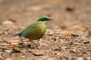 Bar-bellied Pitta in the Cat Tien National Park