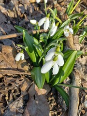 A plant from the Red Book in early spring, the folded snowdrop. Kholodnyi Yar. Ukraine
