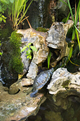brown turtle walking on a stone near the water 