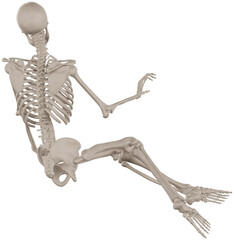 skeleton posing 3d render illustration with transparent background