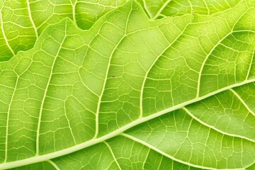 Obraz premium Vibrant green leaf with highlighted veins on clean background, ideal for text overlay