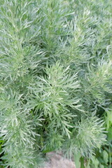 A lush bush of silvery-green wormwood.