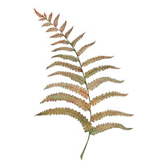 Fern, leaves, branch, leaf, foliage, green, yellow, autumn, the illustration is painted in watercolor on a white background. A beautiful, bright sketch, suitable for the design of cards, invitations.