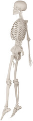 skeleton posing 3d render illustration with transparent background
