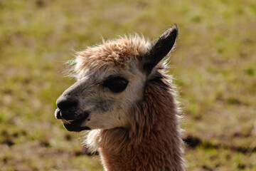 Obraz premium alpaca's portrait (taken on rural district in NSW)