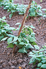 Home-grown organic bean plants Phaseolus coccineus Beans on supports in a garden bed in the village. Selective focus. Vertical photo