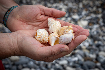 Hands holding a collection of whelk shells, with a shallow depth of field