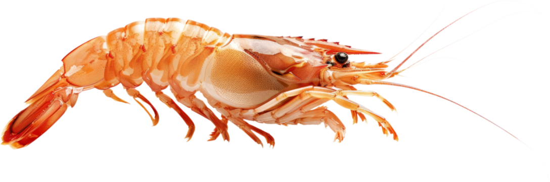 single cooked shrimp clipart, png, di cut, cut out, isolated on transparent background
