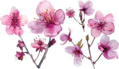 Cherry Blossom Sakura Tree Branch on Isolated Background. Cherry blossom flower blooming vector. Watercolor cherry blossom vector.