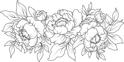 Peony flowers line art illustration