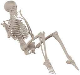 skeleton posing 3d render illustration with transparent background