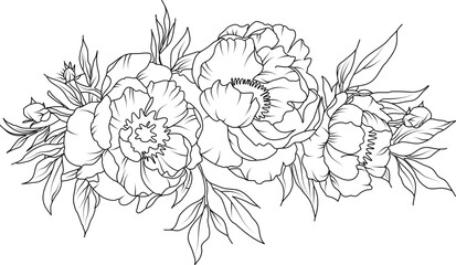 Peony flowers line art illustration