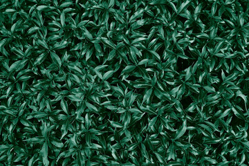 Green Leaves Texture Background.