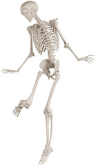 skeleton posing 3d render illustration with transparent background