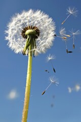 Dandelion seeds floating in air on soft blue background with beautiful bokeh effects