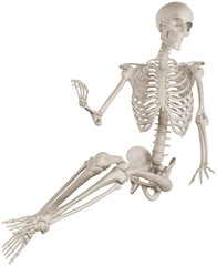 skeleton posing 3d render illustration with transparent background