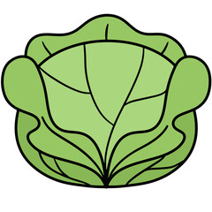 Cabbage