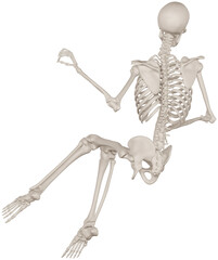 skeleton posing 3d render illustration with transparent background