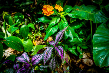 Tropical flowers of Jamaica, Dominican Republic, Cuba, Cayman Islands, Grenada, St.Lucia,...
