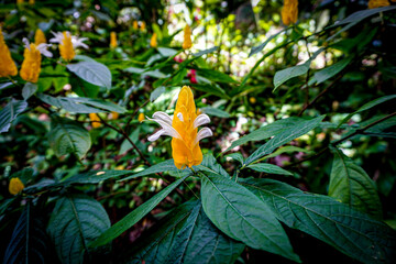 Tropical flowers of Jamaica, Dominican Republic, Cuba, Cayman Islands, Grenada, St.Lucia, Guadeloupe, Mexico, Central and South America