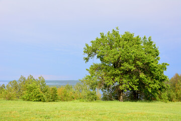 a grassland with oak trees and a blue sky copy space