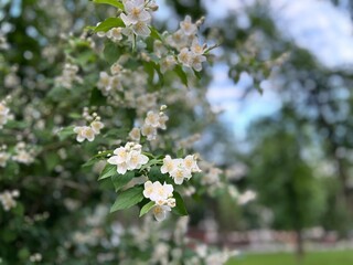 white flowers on the branches of the mid-green leaves of the mock orange or jasmine bush, by its popular name, close-up