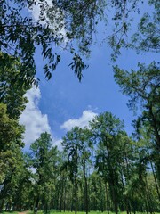 The beauty of nature, with a lush tree encompassing all four sides of the frame, framing the clear blue sky in the center.