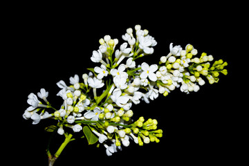 spring flowers lilac. nature. lilac flower