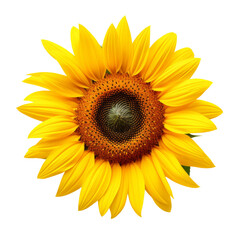 Sunflower isolated on transparent or white background