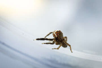 A cute tiny spider with eight eyes looks up, macro fotography, side view