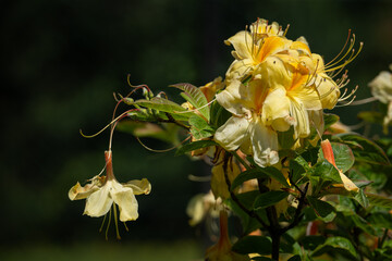 A faded rhododendron flower on a bush.