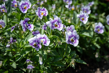 Light purple violet flowers outdoors.