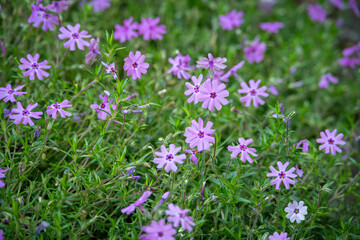 Obraz premium Light purple flowers of rockrose.