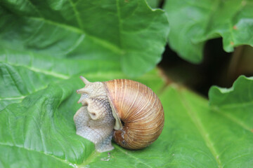 Weinbergschnecke im Garten Schnecke