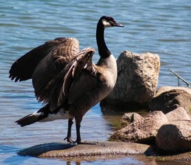 Canada goose standing on a rock by the water with wings spread open.