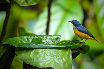 Bird of Cabai Bunga Api male were having a bath in the morning