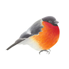 Bullfinch bird with red, black, gray feathers. Forest Eurasian songbird isolated on white background. Hand drawn watercolor illustration. For books, encyclopedias, cards, design, printing, packaging.