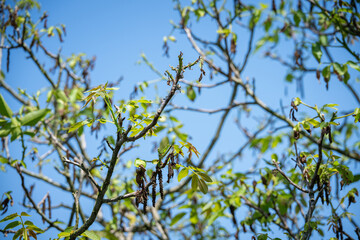 Nut and fresh green leaves and whipped by frost.