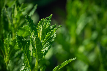 Fresh green mint leaves outdoors.