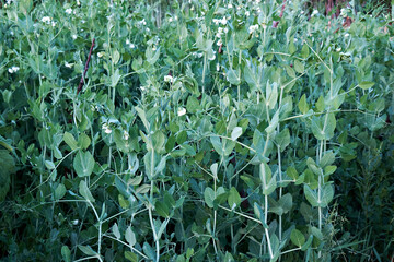 Flowering vegetable pea in field, young shoots and white flowers of green pea. General plan. Selective focus