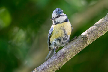 Obraz premium Blaumeise