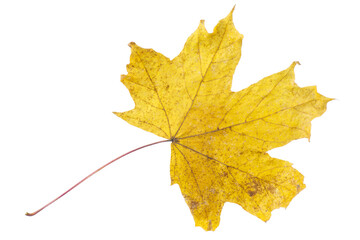 Autumn dry yellow maple leaf. Isolated on a white background
